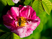 Rosa gallica versicolor, 1.20m